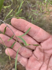 Denhamia cunninghamii
