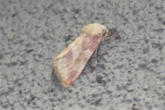 Schinia regina