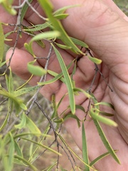 Denhamia cunninghamii