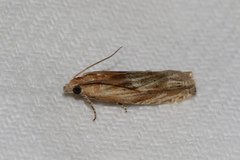 Eucosma cana