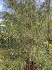 Casuarina