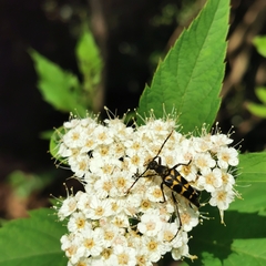 Leptura