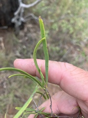Denhamia cunninghamii