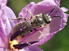 Lasioglossum