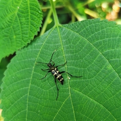 Leptura