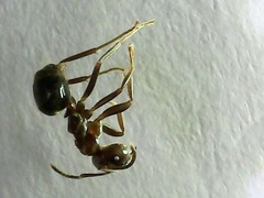 Nylanderia bourbonica