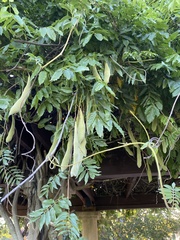 Wisteria