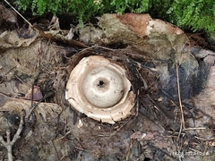 Geastrum