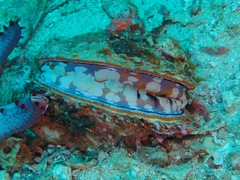 Spondylus versicolor
