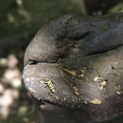 Chlorophorus tredecimmaculatus