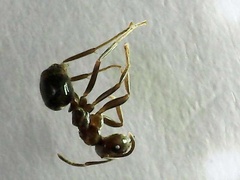 Nylanderia bourbonica
