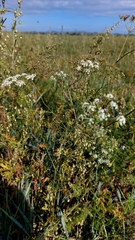 Sphallerocarpus gracilis