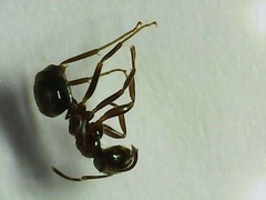 Nylanderia bourbonica