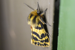 Ardices curvata