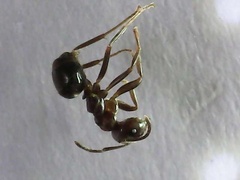 Nylanderia bourbonica