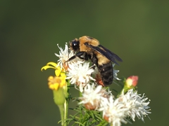 Bombus fraternus