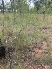 Denhamia cunninghamii