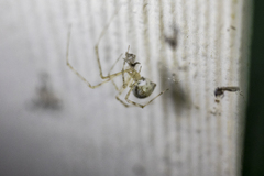 Cryptachaea gigantipes