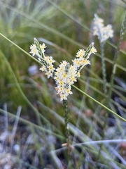 Struthiola dodecandra