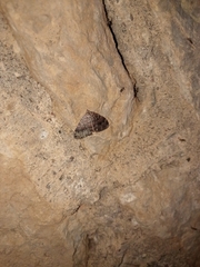 Triphosa dubitata