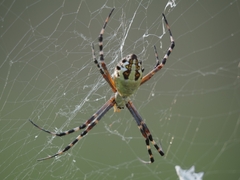 Argiope florida