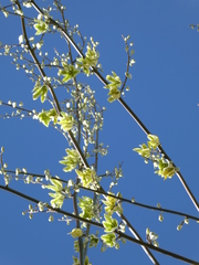 Agavoideae
