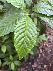 Psychotria nervosa