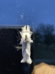 Tolype velleda