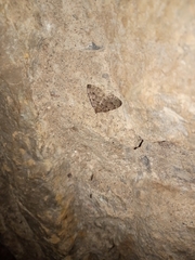 Triphosa dubitata