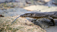 Varanus salvator macromaculatus