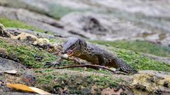 Varanus salvator macromaculatus