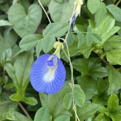Clitoria ternatea