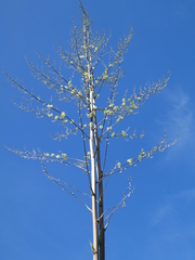 Agavoideae