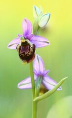 Ophrys fuciflora