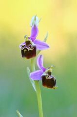 Ophrys fuciflora