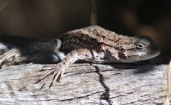 Sceloporus occidentalis occidentalis