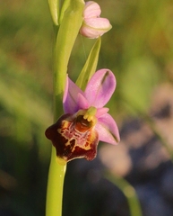 Ophrys fuciflora