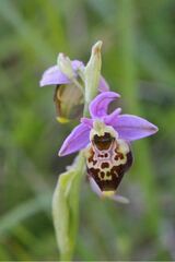 Ophrys fuciflora