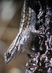 Sceloporus occidentalis occidentalis