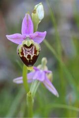 Ophrys fuciflora
