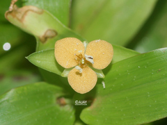 Murdannia lanuginosa
