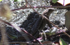 Sceloporus occidentalis occidentalis