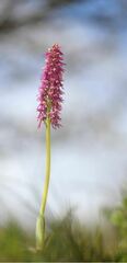 Orchis simia