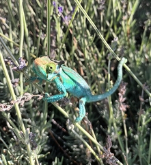 Bradypodion damaranum