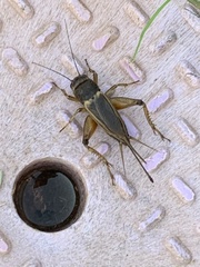 Gryllus