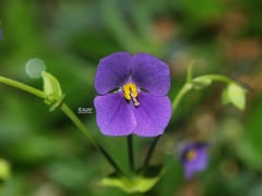 Exacum pumilum