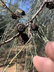 Casuarina cristata