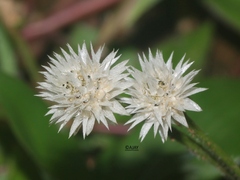Eriocaulon stellulatum