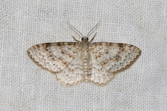 Hydrelia sylvata