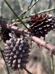 Casuarina cristata
